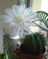 Sur le poème : <br /> "Fleur de cactus" de Oxalys