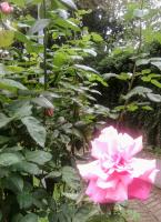 Sur le poème : <br /> "Rilke, A Oxalys" de Christian111