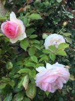 Sur le poème : <br /> "Je t'aime" de Boblawap