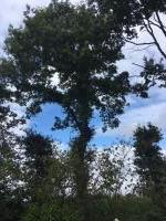 Sur le poème : <br /> "Si les arbres ..." de Boblawap