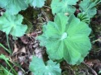 Sur le poème : <br /> "C'est quoi, la poésie?" de Boblawap