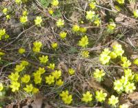 Sur le poème : <br /> "Le trousseau de Flore" de Oxalys