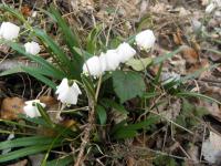 Sur le poème : <br /> "Nivéoles    (un thème en trois versions)" de Oxalys