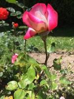 Sur le poème : <br /> "J'ai vu dans le jardin ..." de Boblawap