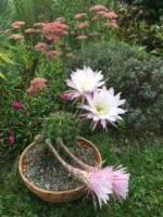 Sur le poème : <br /> "Fleurs de cactus" de Boblawap