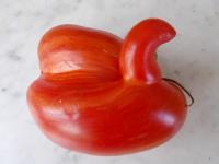 Sur le poème : <br /> "Belle tomate au col de cygne" de Oxalys