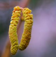 Sur le poème : <br /> "Sous l'étole grise" de Francette