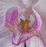 Sur le poème : <br /> "Femme-fleur" de Oxalys