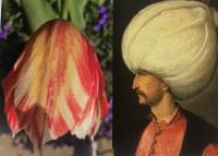 Sur le poème : <br /> "Tulipan" de Oxalys