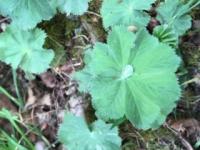 Sur le poème : <br /> "Construire, créer ..." de Boblawap