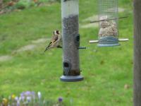 Sur le poème : <br /> "Prémices du printemps" de Boblawap