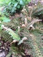 Sur le poème : <br /> "Fougères" de Boblawap