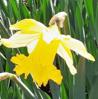 Sur le poème : <br /> "Impression, soleil printemps" de Serona