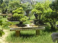 Sur le poème : <br /> "Bonsaï" de Oxalys