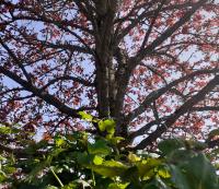 Sur le poème : <br /> "Friponneries printanières" de Serona