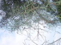 Sur le poème : <br /> "Le vieux mélèze" de Oxalys