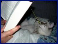 Sur le poème : <br /> "La chatte" de Arielle