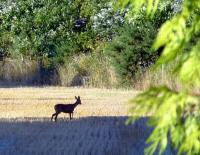 Sur le poème : <br /> "La biche" de Arielle