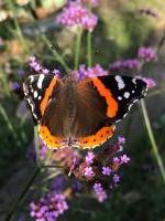 Sur le poème : <br /> "La dernière vanesse" de Oxalys