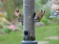 Sur le poème : <br /> "La mangeoire aux oiseaux" de Boblawap