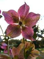 Sur le poème : <br /> "Rose de Noël" de Wawa