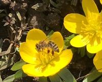 Sur le poème : <br /> "La première abeille" de Oxalys