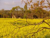 Sur le poème : <br /> "Colza" de Arielle