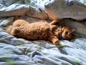 Sur le poème : <br /> "Foutu chat" de Tontonjacques