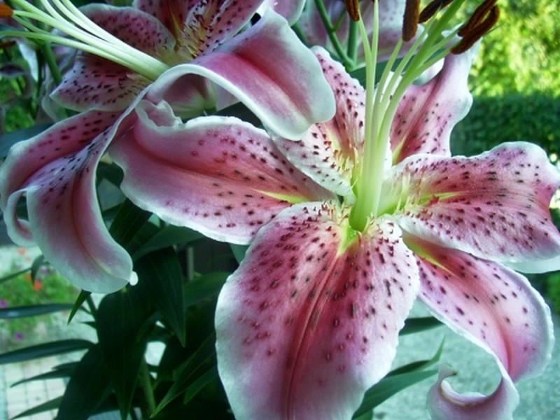 Illustration pour le poème