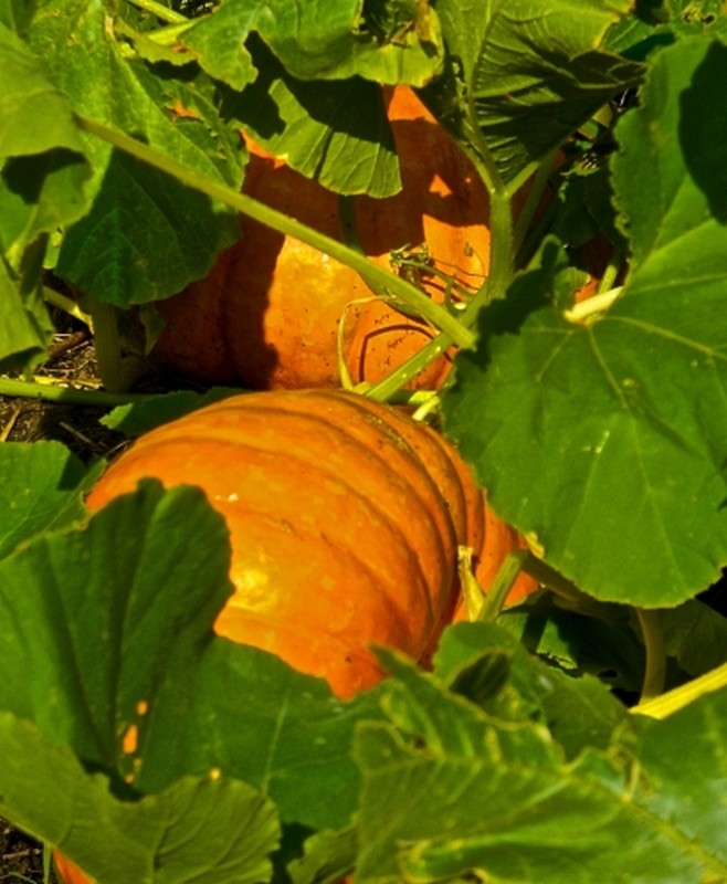 Illustration pour le poème