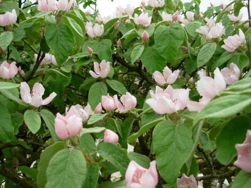 Illustration pour le poème