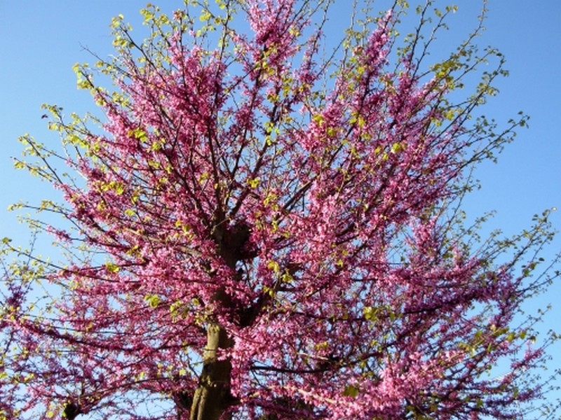 Illustration pour le poème