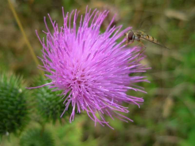 Illustration pour le poème