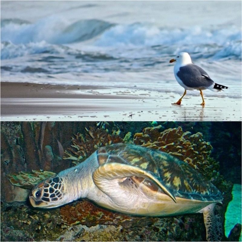 Illustration pour le poème