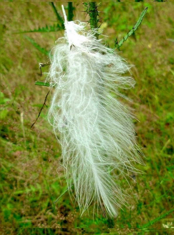 Illustration pour le poème