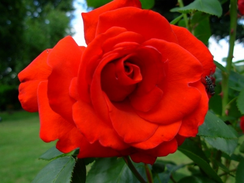 Illustration pour le poème