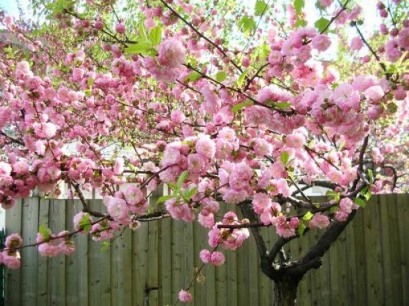 Illustration pour le poème