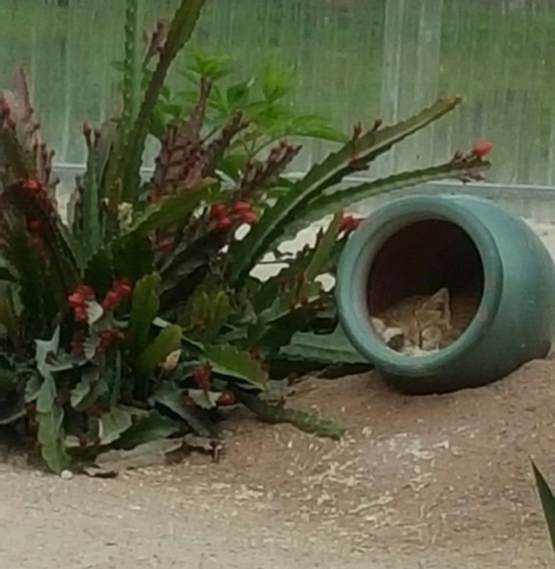 Illustration pour le poème