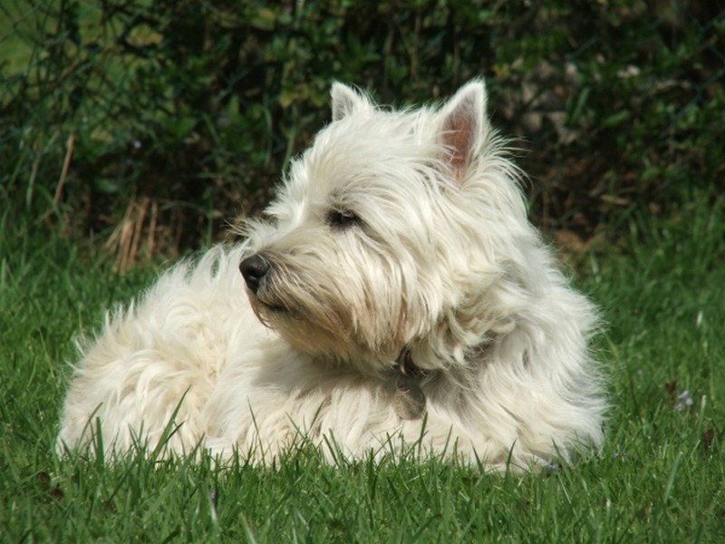 Illustration pour le poème