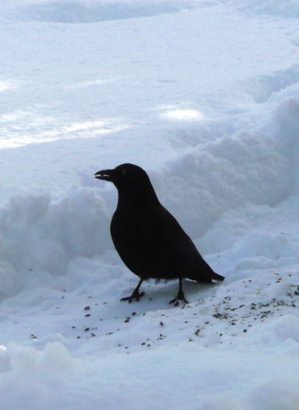 Illustration pour le poème