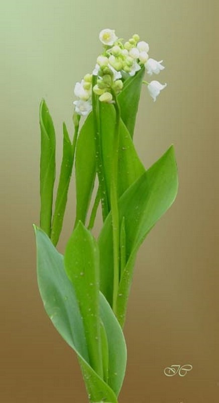 Illustration pour le poème