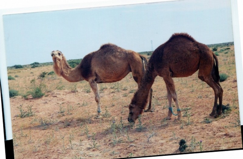 Illustration pour le poème