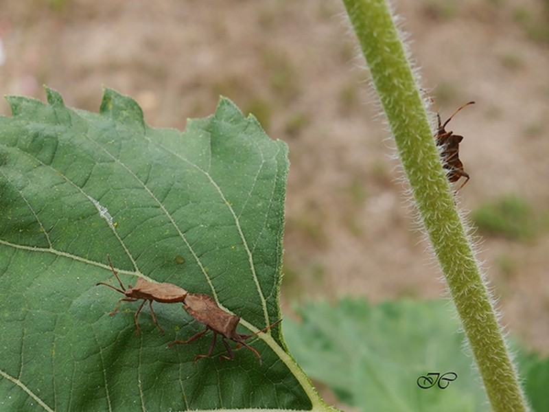 Illustration pour le poème