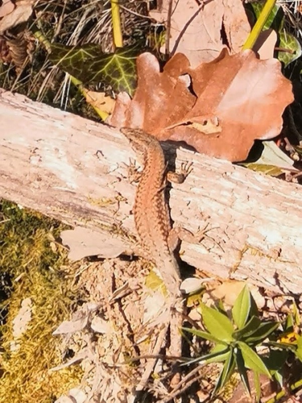 Illustration pour le poème