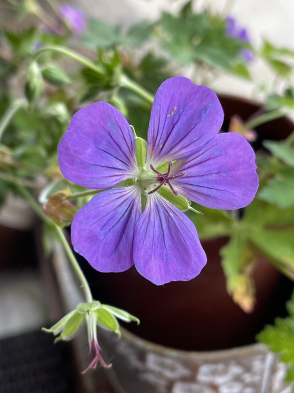 Illustration pour le poème