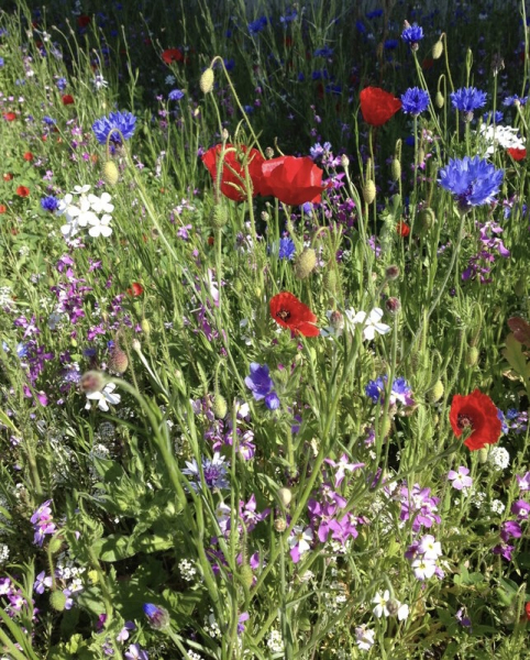Illustration pour le poème
