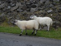 Sur le poème : <br /> "Prédateur" de Jakecrit