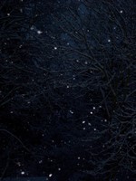 Sur le poème : <br /> "Ciel sombre, balade en forêt" de Louis