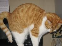 Sur le poème : <br /> "Monsieur Gros-Dos" de Kallistea