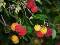 Sur le poème : <br /> "Fée Viviane, Enchanteur Merlin et compagnie" de Rimatouvent